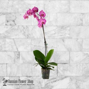 Armenien Blumenstrauß #24